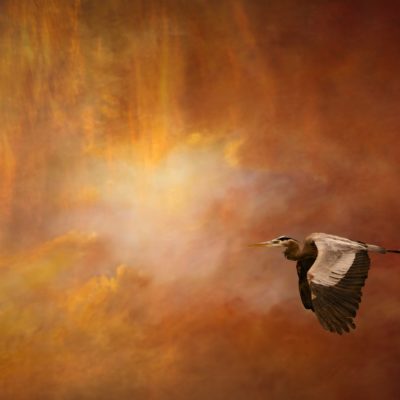 Bird of Wisdom by Lewis Anderson