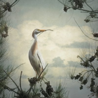 Cattle Egret by Deb Hodges