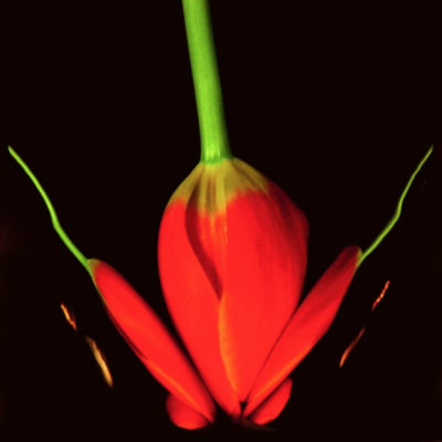 DICHOTOMY 11 by ELLEN CANTOR
