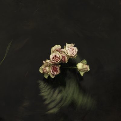 Gesturing roses by Einar Sira