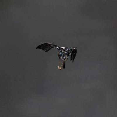 HOUSE SPARROW by EINAR SIRA