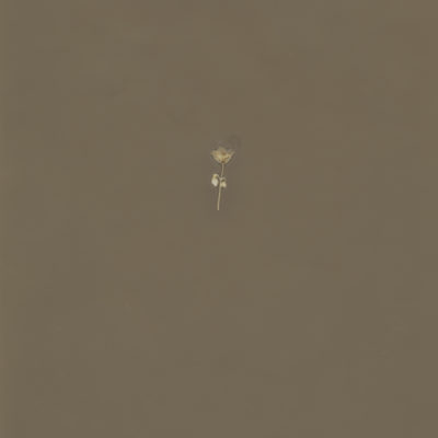 LUMEN - SMALL FLOWER by JOSHUA WHITE