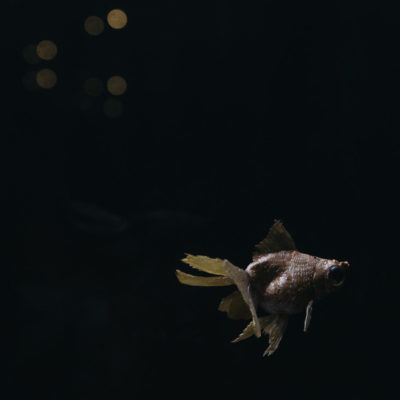 Le Rêve de Poisson by Madeline Tolle