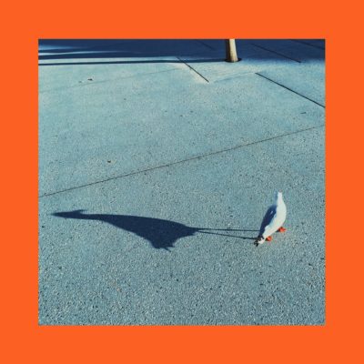 Orange Seagul by Antonio Privitera