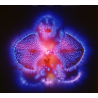 PHALAENOPSIS (2003) by ROBERT BUELTEMAN