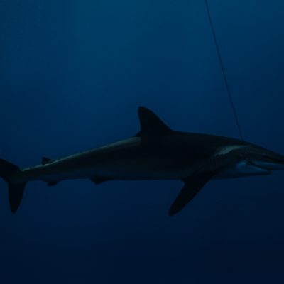 Silky Shark as it died by FEDERICO VESPIGNANI