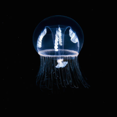 UNTITLED (EUTONINA INDICANS) by ALEXANDER SEMENOV