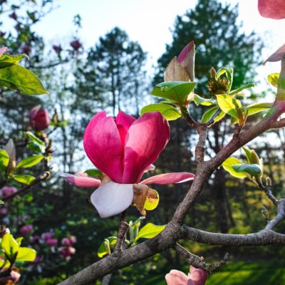 UNTITLED (SAUCER MAGNOLIA) by STEPHEN TOMASKO