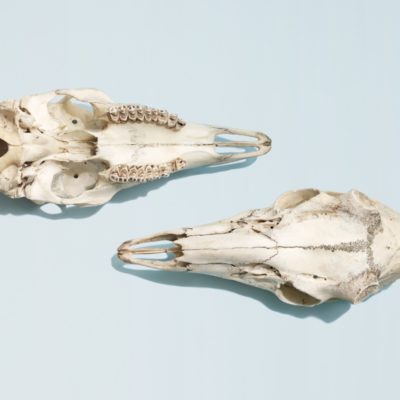 UNTITLED (SKULL) by LISA SHIN