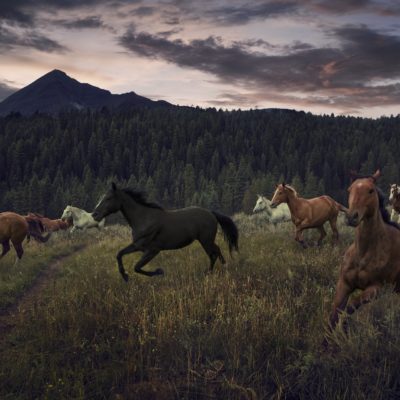 WILD HORSES by CHRIS CRISMAN