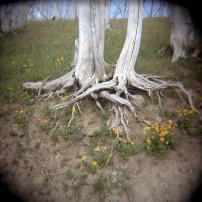 Entangled - Adrienne Defendi