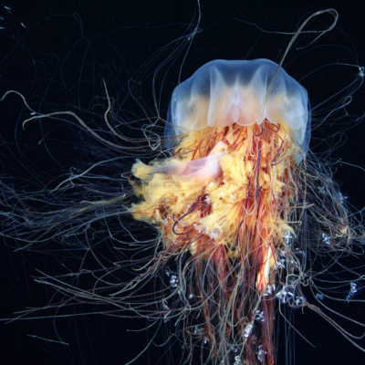 Cyanea Capillata