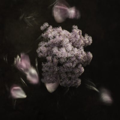 PINK - Einar Sira
