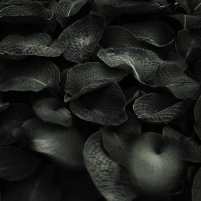 LEAFY - Einar Sira