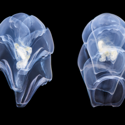 Hippopodius
