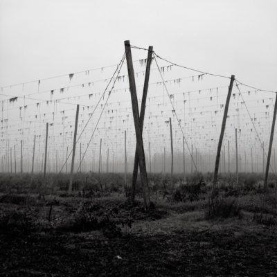 Hop Poles - Austin Granger
