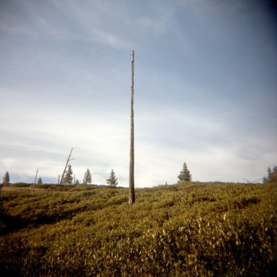 Lone LodgePole - Adrienne Defendi
