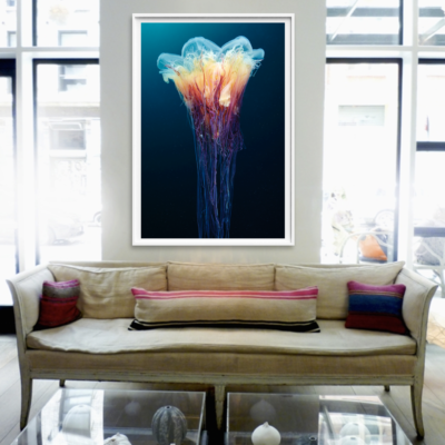 Scyphozoan jellyfish