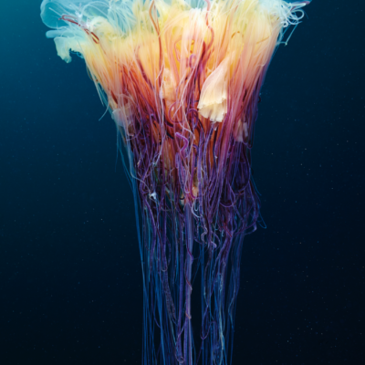 Scyphozoan jellyfish
