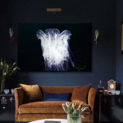 Cyanea