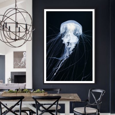 Jellyfish (Cyanea Capillata)