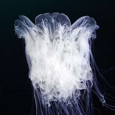 Cyanea