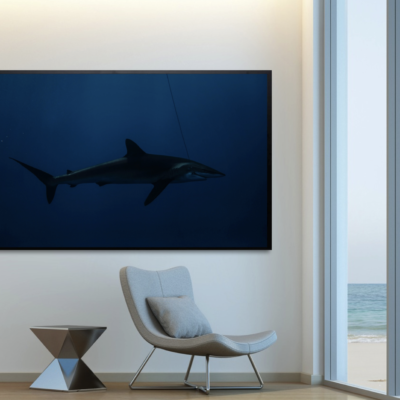 Silky Shark as it died by FEDERICO VESPIGNANI
