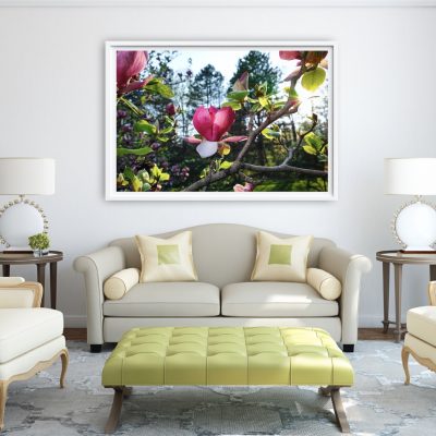 UNTITLED (SAUCER MAGNOLIA) by STEPHEN TOMASKO