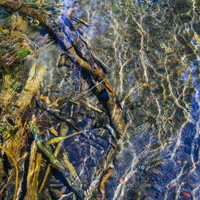 Riverine #3