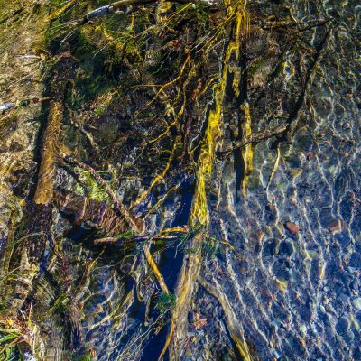 Riverine #4