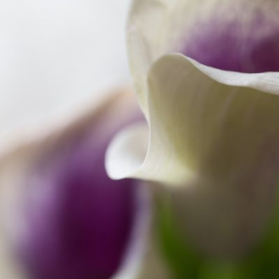 Untitled (Calla Lily 8)